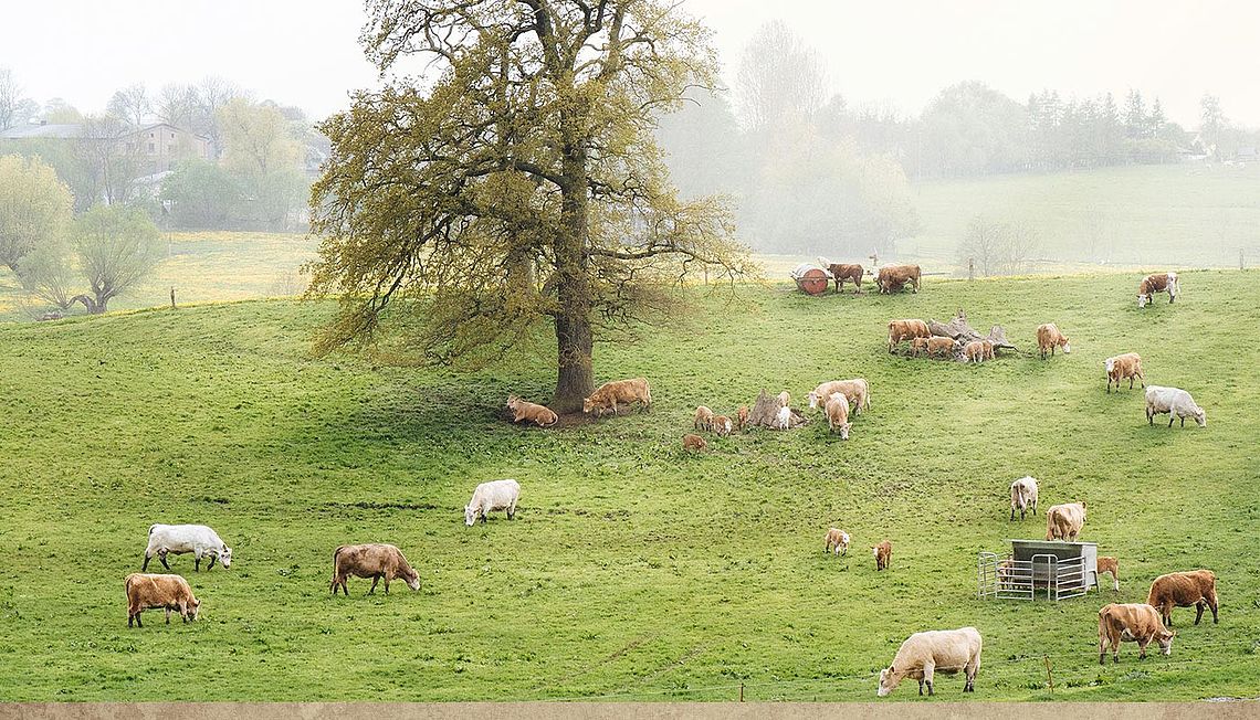 Uckermärker Rinder - In Mecklenburg-Vorpommern arbeiten wir zurzeit mit neun Vertragslandwirten zusammen
